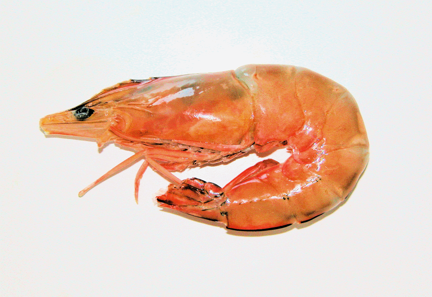 Shrimp, Prawn