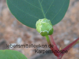 Kapernknospe
