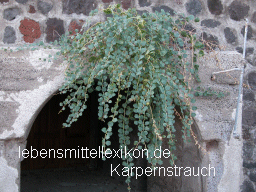 Kapernpstrauch