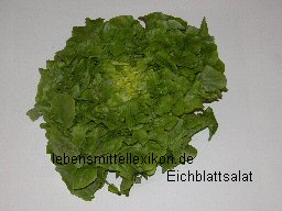 Roter Eichblattsalat