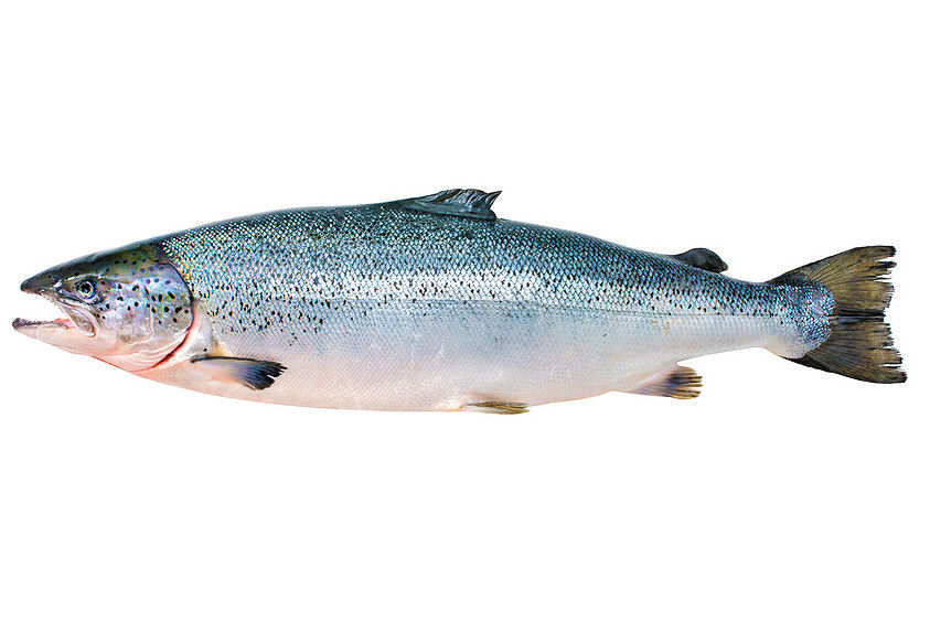 Lachs: Süßwasserfische: Definition, Warenkunde, Lebensmittelkunde