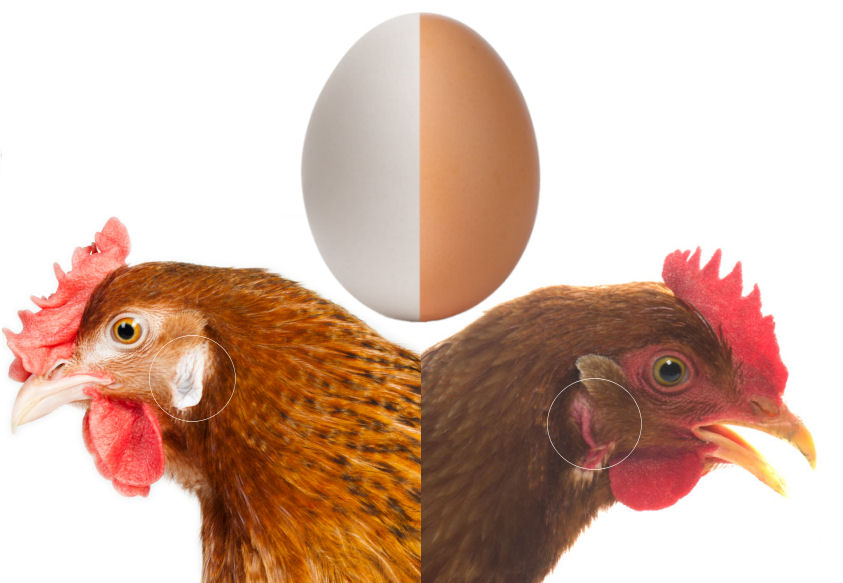 Eierschale, was ist das? Eier Definition, Warenkunde, Lebensmittelkunde Eierschale, was ist das? Eier Definition, Warenkunde, Lebensmittelkunde
