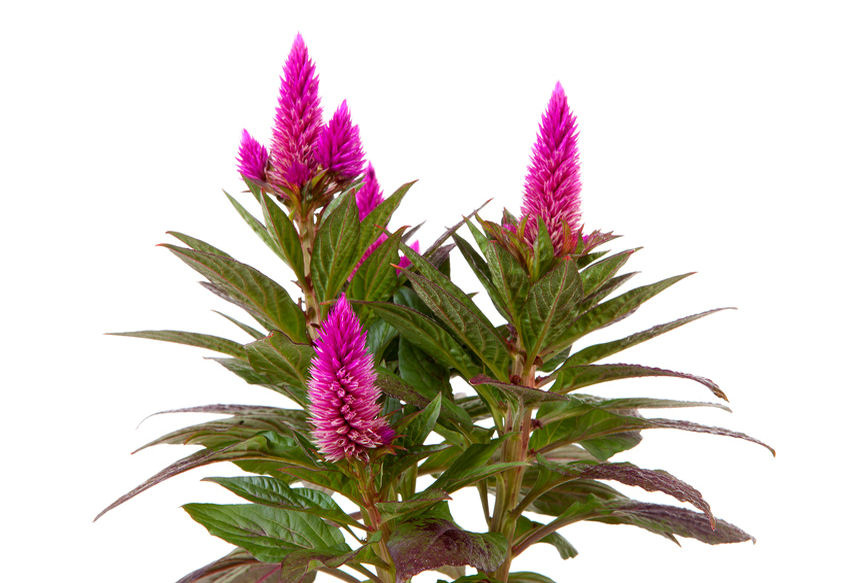 c0002900-85.747938751472