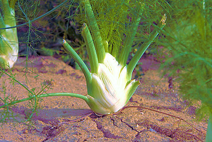 g0002930-171.69811320755