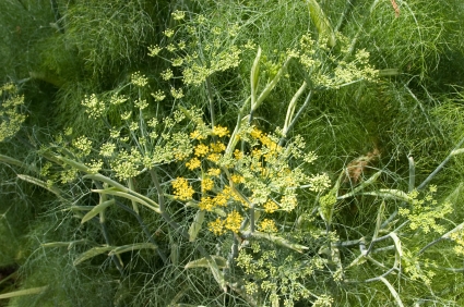 g0002930-171.29411764706