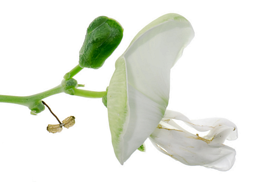 g0002410-85.747938751472