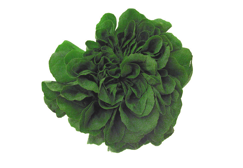 k0000130-86.358244365362