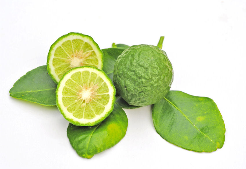 k0004450-85.747938751472