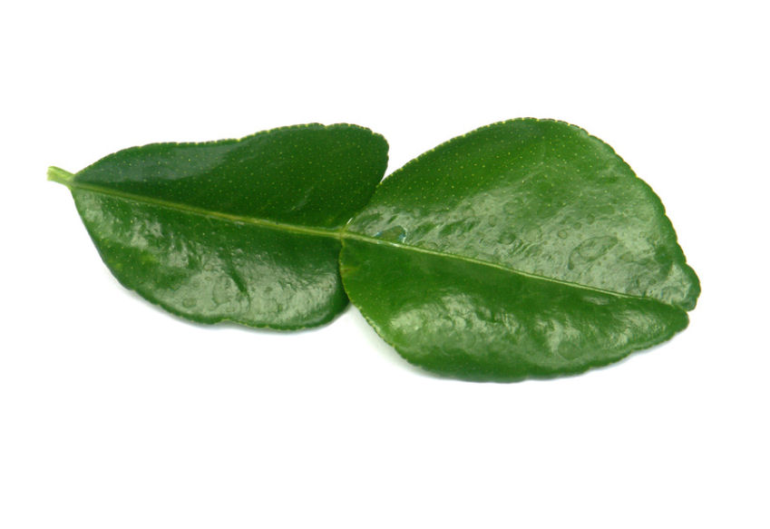 k0004460-85.747938751472