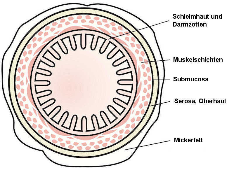 Naturdarm Querschnitt
