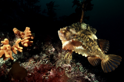 s0000680-170.49180327869