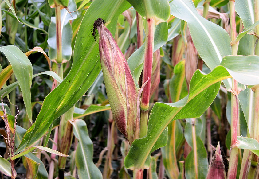 z0000080-86.358244365362